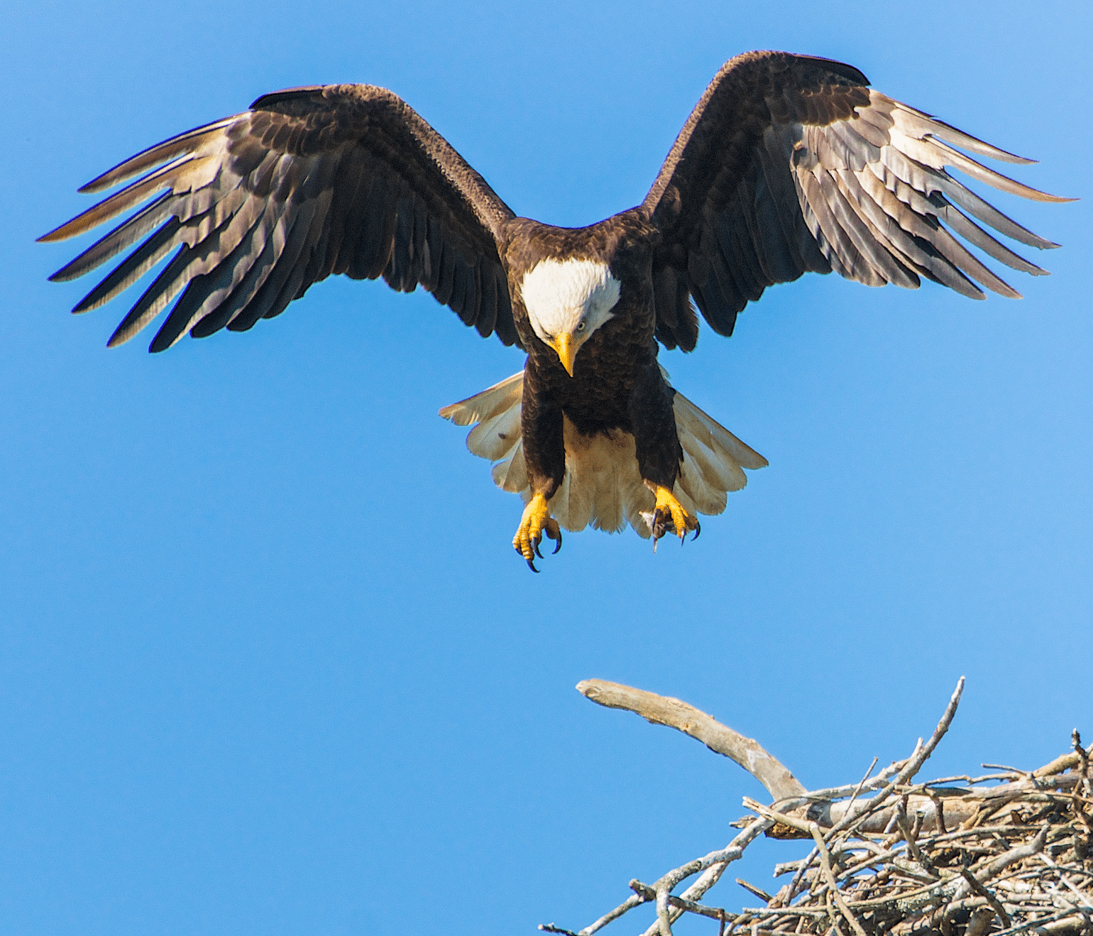 Een zeearend in vlucht bij het nest nabij IJsselgoud